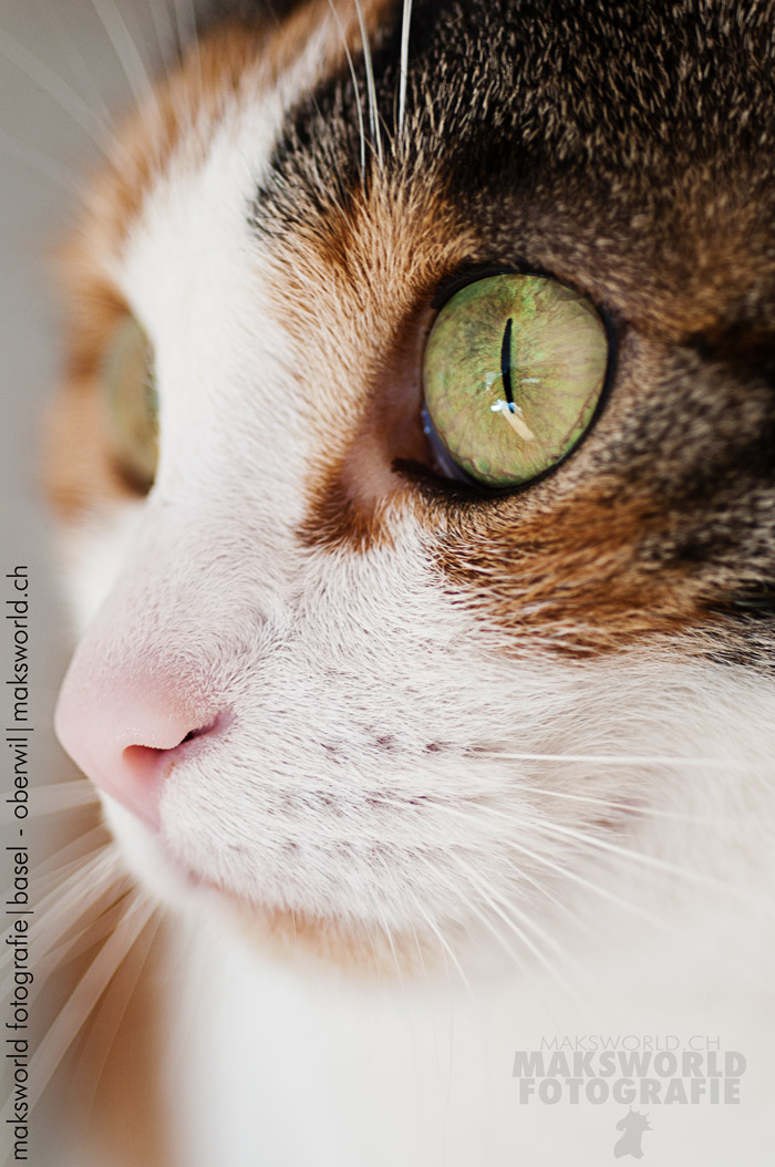 Katzen | Fotoshooting by maksworld fotografie