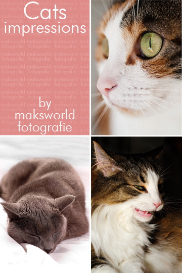 Cats impressions | Fotoshooting by maksworld fotografie Basel / Oberwil (Fotograf Marcel König)