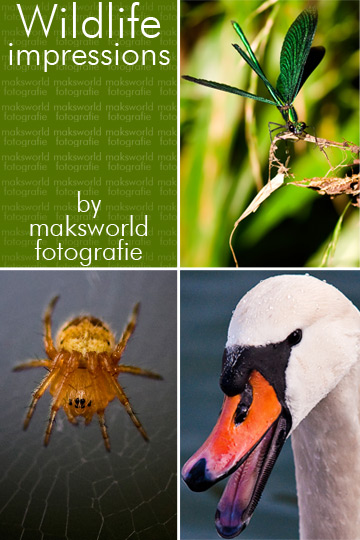Wildlife impressions | Fotoshooting by maksworld fotografie Basel / Oberwil (Fotograf Marcel König)